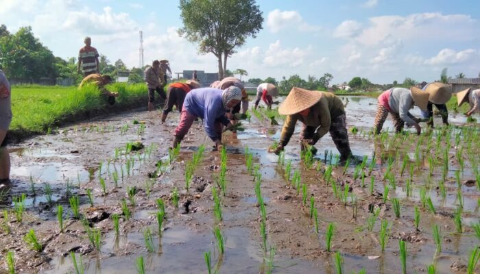 Polsek Narmada Dukung Asta Cita: Bhabinkamtibmas Terjun ke Lahan Pertanian