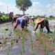 Polsek Narmada Dukung Asta Cita: Bhabinkamtibmas Terjun ke Lahan Pertanian