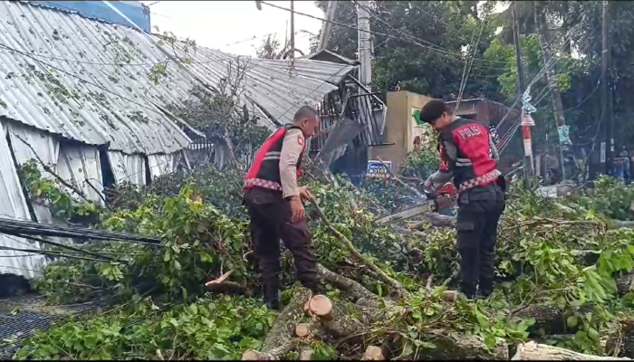 Pohon Besar Tumbang di Lombok Barat Akibat Cuaca Ekstrem, BPBD Gerak Cepat Evakuasi