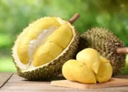 Menikmati Durian di Lombok: Rekomendasi Tempat Terbaik