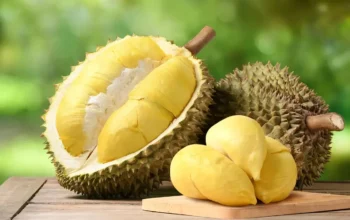 Menikmati Durian di Lombok: Rekomendasi Tempat Terbaik