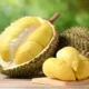 Menikmati Durian di Lombok: Rekomendasi Tempat Terbaik