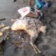 Mayat Tak Utuh di Pantai Malimbu Gegerkan Warga
