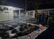 Aksi Heroik Polres Jembrana: Gagalkan Penyelundupan Satwa Dilindungi