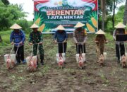 Ketahanan Pangan: 1 Juta Hektar Jagung Ditanam Serentak