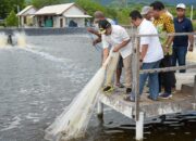 Budidaya Udang di Sumbawa: Pj Gubernur NTB Dorong Kedaulatan Pangan