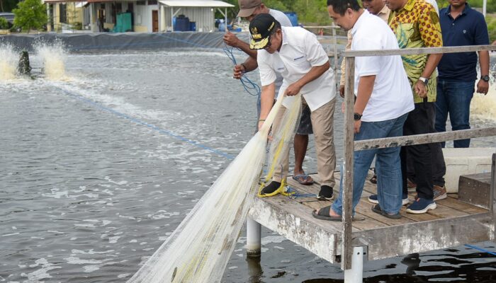 Budidaya Udang di Sumbawa: Pj Gubernur NTB Dorong Kedaulatan Pangan