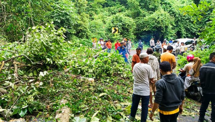 Pohon Tumbang di Lombok Utara, Pengendara Luka Parah