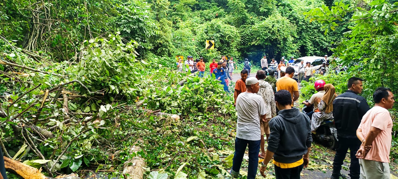 Pohon Tumbang di Lombok Utara, Pengendara Luka Parah