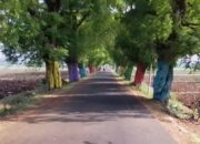 Pohon Asem Jawa: Solusi Alami Infrastruktur Masa Kolonial yang Sarat Manfaat