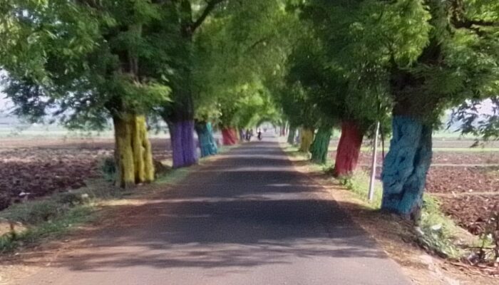 Pohon Asem Jawa: Solusi Alami Infrastruktur Masa Kolonial yang Sarat Manfaat