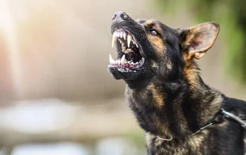 11 Orang Warga Di Bima Menjadi korban Gigitan Anjing Rabies