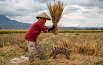 Pertumbuhan Nilai Tukar Petani di NTB: Lebih dari 100%