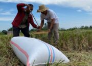 Optimalkan Stok, Bulog NTB Jemput Gabah Langsung ke Sawah