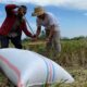 Optimalkan Stok, Bulog NTB Jemput Gabah Langsung ke Sawah