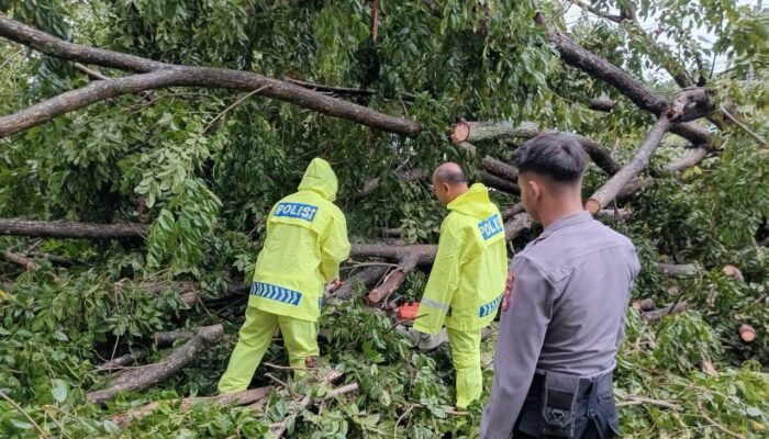 Gerak Cepat, Polsek Ampenan Atasi Pohon Tumbang di Mataram