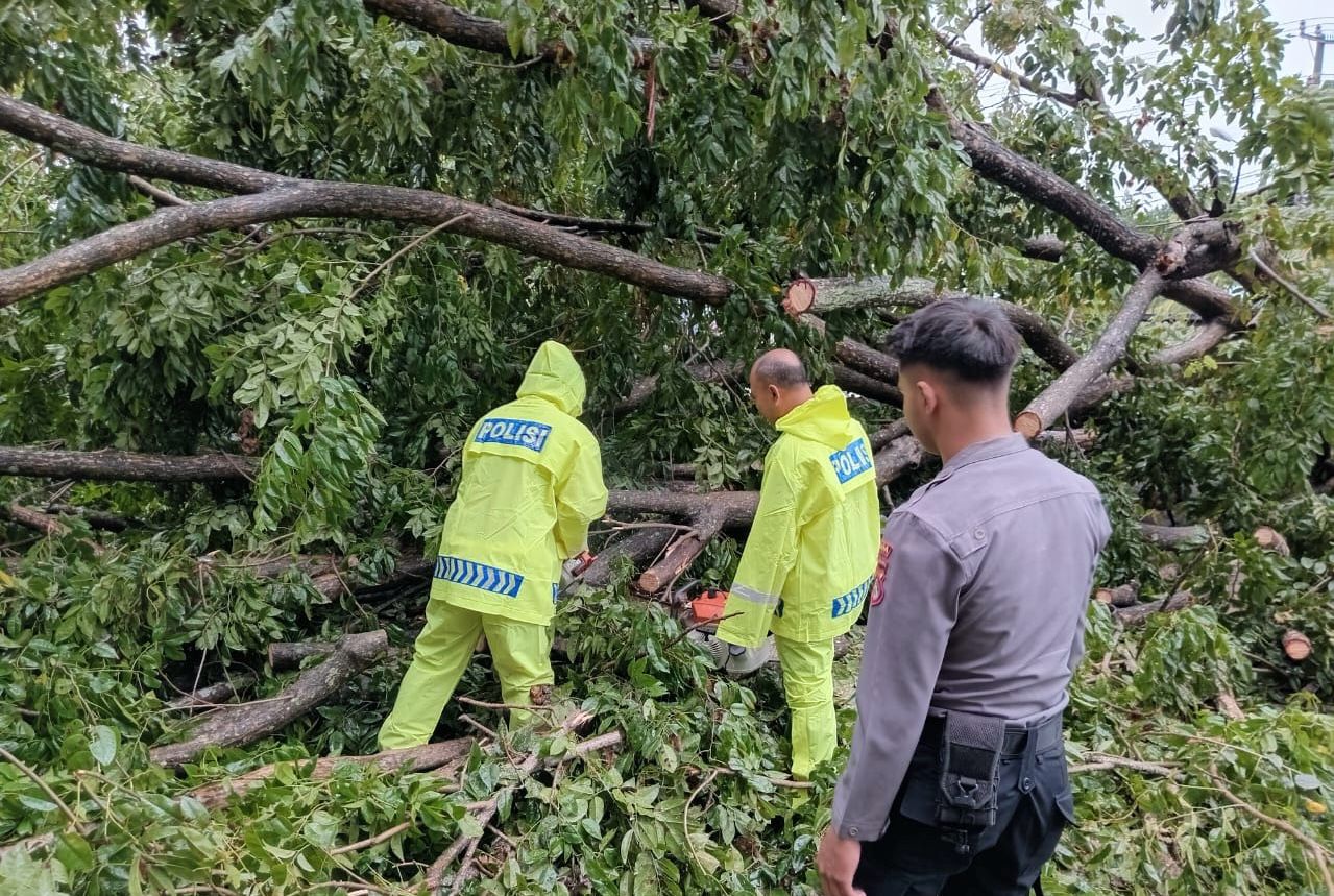Gerak Cepat, Polsek Ampenan Atasi Pohon Tumbang di Mataram