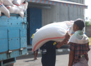 TNI Kawal Harga Gabah, Petani NTB Kini Tak Dirugikan Tengkulak