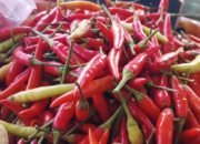 Harga Cabai di Lombok Tengah Melonjak Drastis: Tembus Rp 200 Ribu per Kilogram