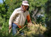 Serapan Gabah Bulog Rendah, Petani Pilih Pengusaha Swasta