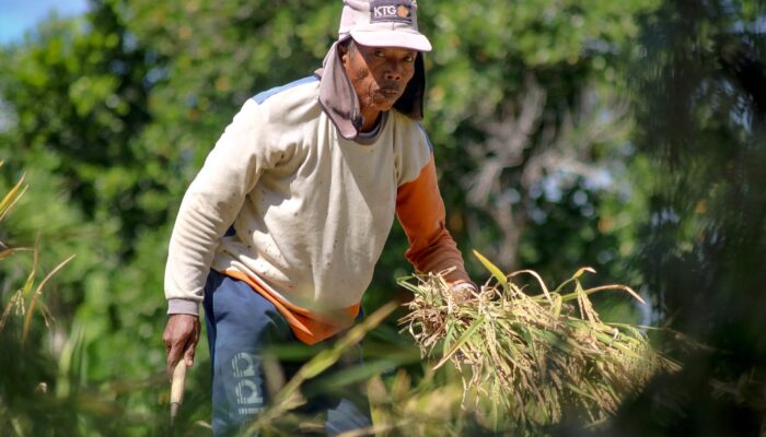 Serapan Gabah Bulog Rendah, Petani Pilih Pengusaha Swasta