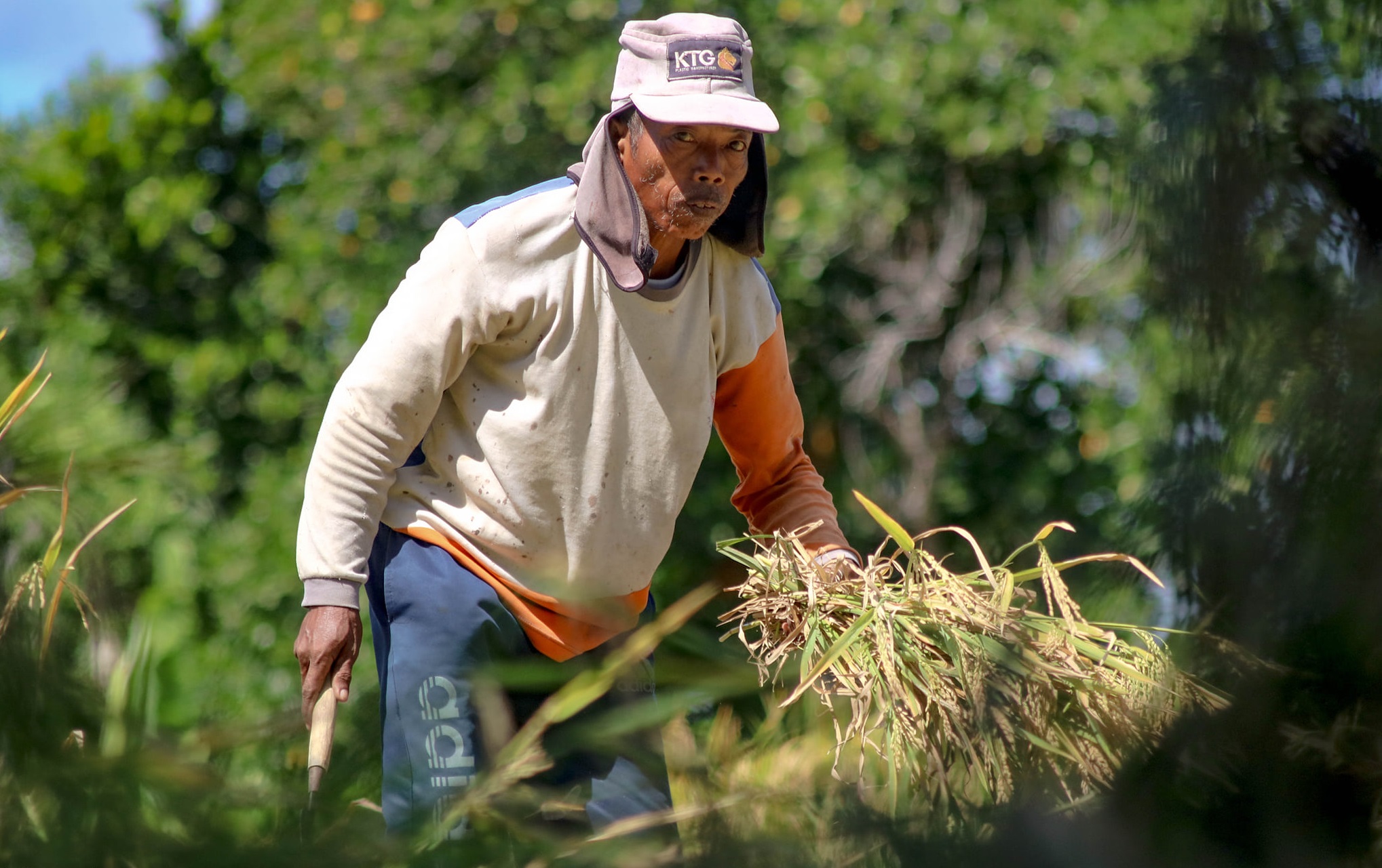 Serapan Gabah Bulog Rendah, Petani Pilih Pengusaha Swasta