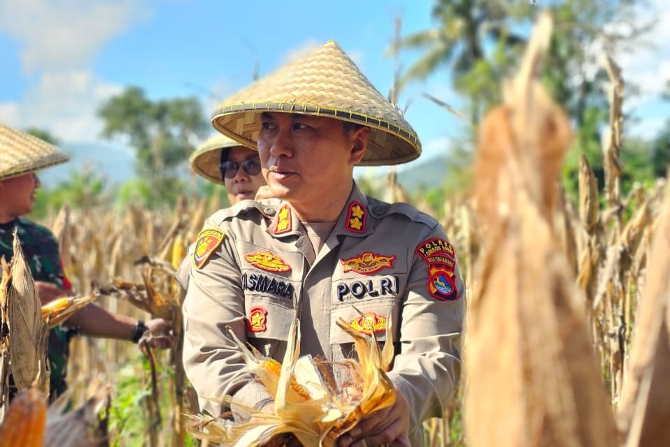 Dukung Swasembada Pangan, Polres Lombok Barat Tinjau Panen Jagung