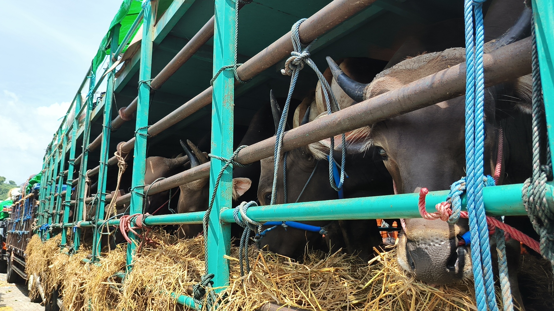 Puluhan Truk Sapi Tertahan di Gili Mas, Dua Ekor Tewas Kepanasan