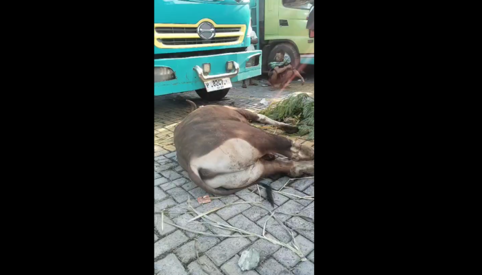 12 Sapi Mati Akibat Antrean Truk di Pelabuhan Gili Mas, NTB