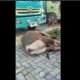 12 Sapi Mati Akibat Antrean Truk di Pelabuhan Gili Mas, NTB