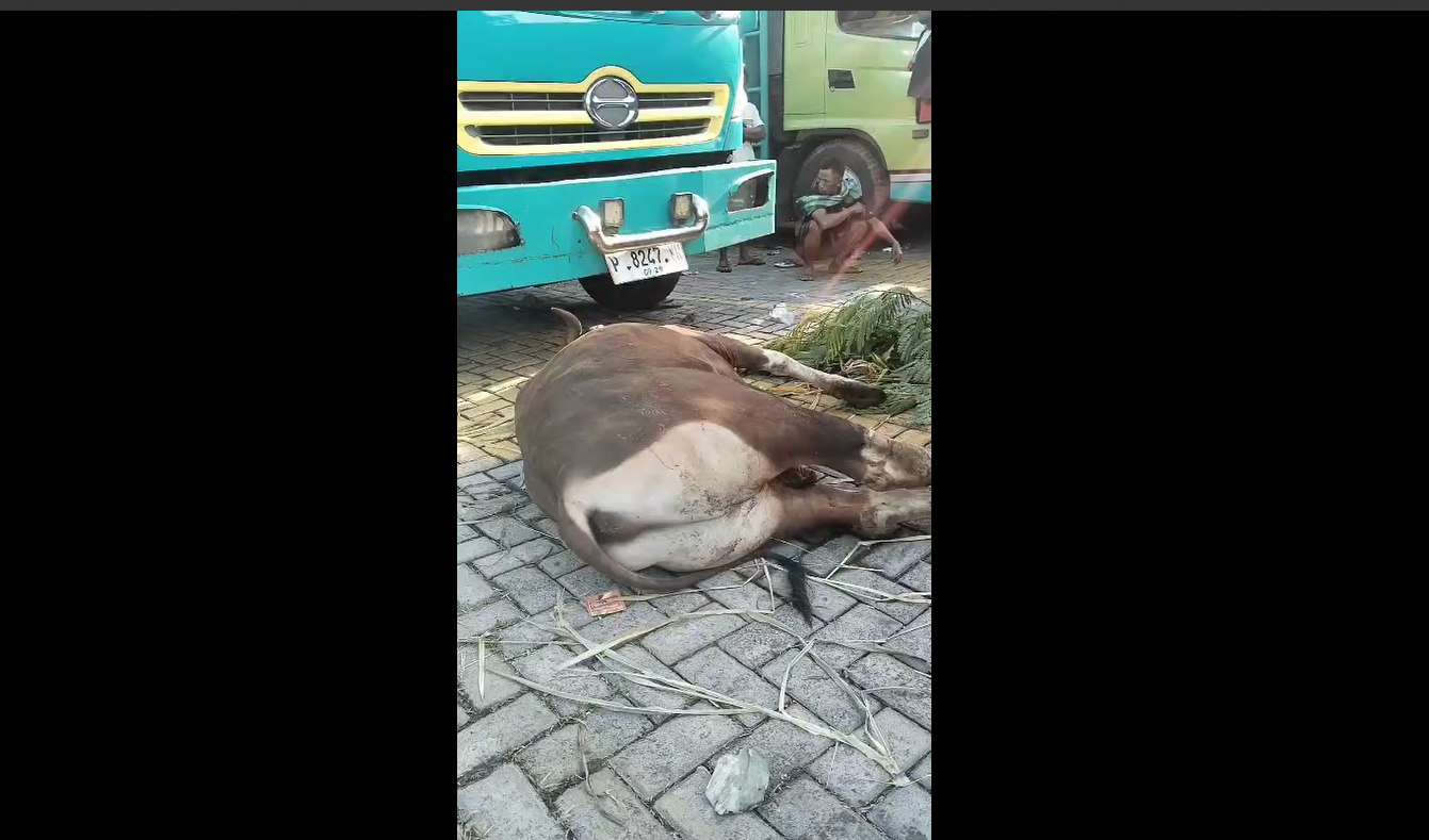 12 Sapi Mati Akibat Antrean Truk di Pelabuhan Gili Mas, NTB