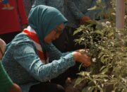 Pramuka NTB Gandeng PKK: Pekarangan Berdaya, Pangan Terjaga