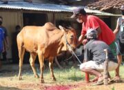 Tips Menyembelih Hewan Kurban yang Baik, Benar, dan Minim Amis