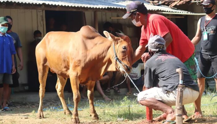 Tips Menyembelih Hewan Kurban yang Baik, Benar, dan Minim Amis