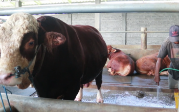 Wisang Geni, Sapi Jumbo 1,5 Ton Dibeli Prabowo untuk Kurban Idul Adha