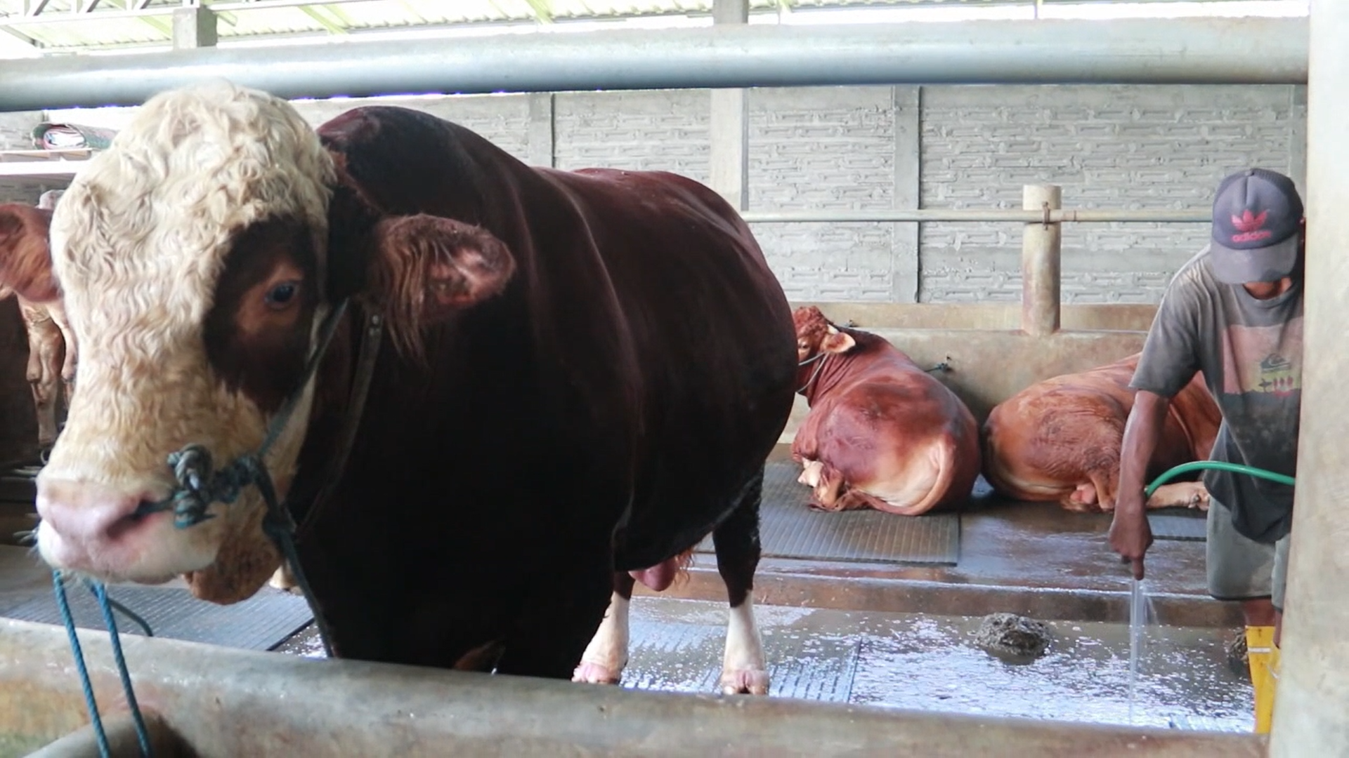 Wisang Geni, Sapi Jumbo 1,5 Ton Dibeli Prabowo untuk Kurban Idul Adha