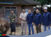 ITDC Salurkan Hewan Kurban di Bali, NTB, dan NTT untuk Perkuat Relasi Sosial