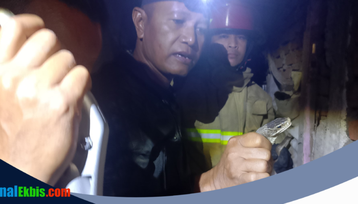 Empat Ular Kobra Sepanjang 1,5 Meter Dievakuasi dari Rumah Warga di Kediri