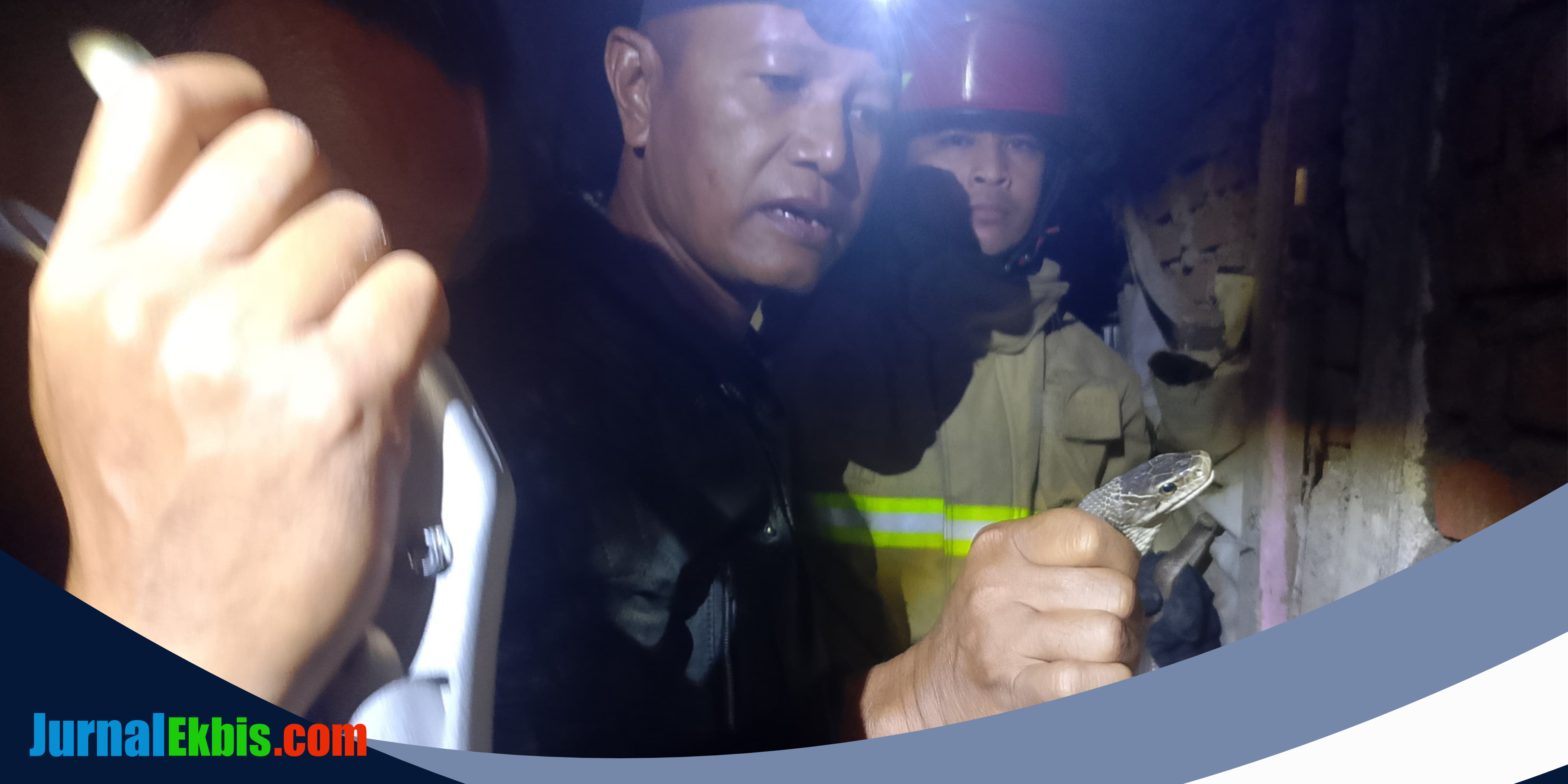 Empat Ular Kobra Sepanjang 1,5 Meter Dievakuasi dari Rumah Warga di Kediri