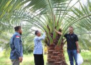 Riset dan Tumpangsari, Strategi BRIDA NTB Kembangkan Kurma Unggulan