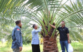 Riset dan Tumpangsari, Strategi BRIDA NTB Kembangkan Kurma Unggulan