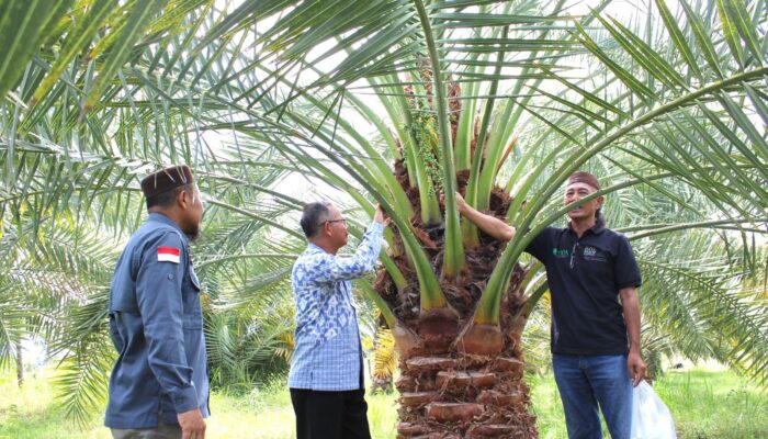 Riset dan Tumpangsari, Strategi BRIDA NTB Kembangkan Kurma Unggulan