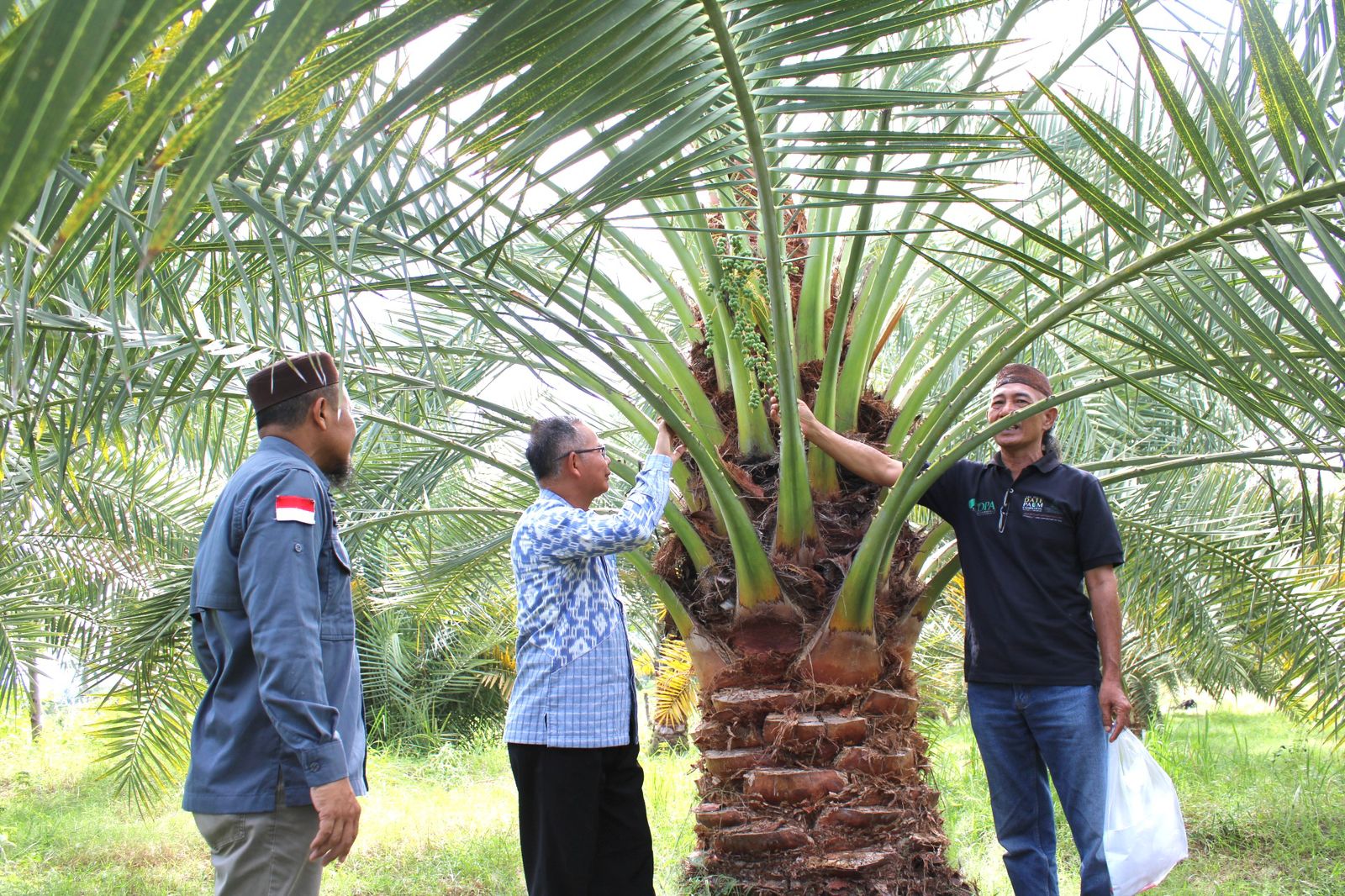 Riset dan Tumpangsari, Strategi BRIDA NTB Kembangkan Kurma Unggulan