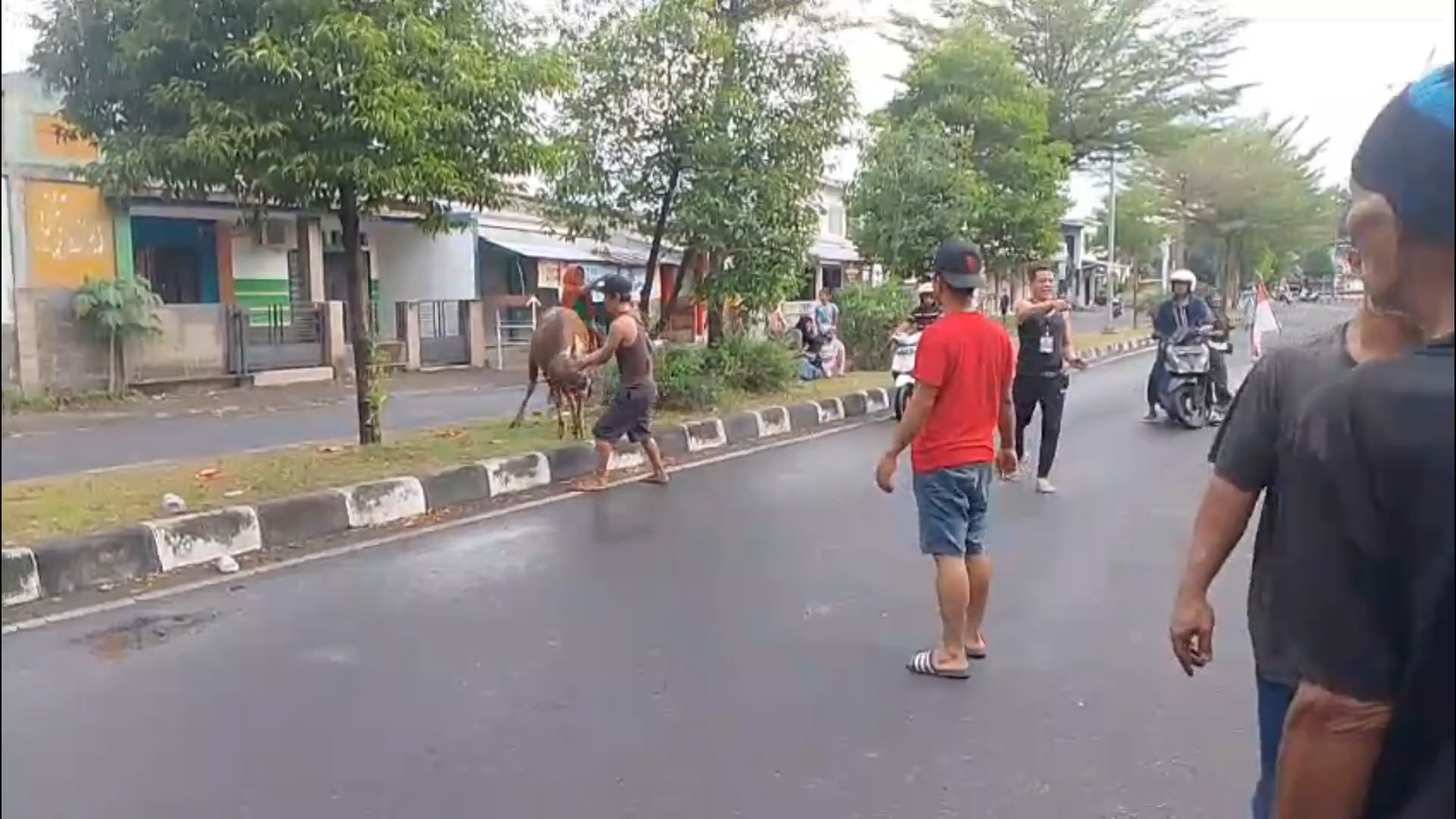 Sapi Kurban Ngamuk di Mataram, Nyaris Seruduk Warga di Tengah Jalan