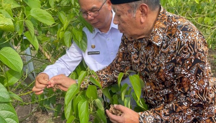 Inovasi BRIDA NTB Masuk IGA 2025: Kurma & Sacha Inchi Jadi Komoditas Unggulan