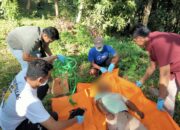 Tragis! Pria Asal Lombok Utara Ditemukan Tewas Gantung Diri di Perkebunan Mangga