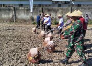 Danrem 162/WB Apresiasi Babinsa Tanam Jagung di Ponpes Al-Ikhlas: Dorong Ketahanan Pangan Lokal