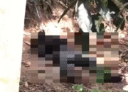 Penemuan Mayat Membusuk di Kebun Hebohkan Lembar