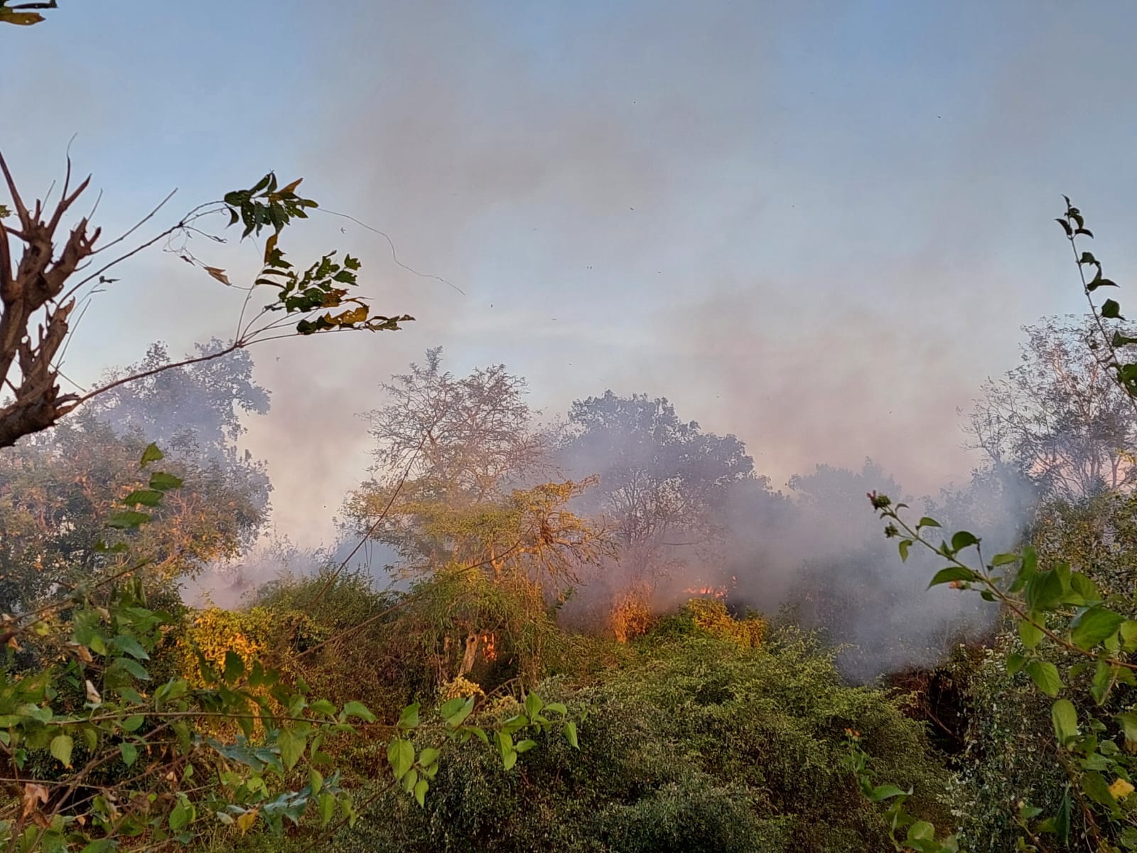 Kebakaran Lahan 3 Hektar di Kayangan, Polsek dan Damkar Berhasil Padamkan Api