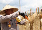 Polres Lombok Barat Gelar Panen Raya Jagung Kuartal III, Dorong Swasembada Pangan Nasional